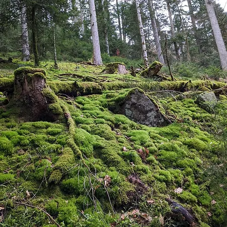 Ferienhaus Badischer Neubau-ruhe-kunst-natur